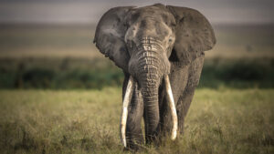 Photography-Safaris-in-Tanzania - photo by D. Eric Johnson