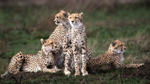 Photography-safari-Tanzania - photo by D. Eric Johnson