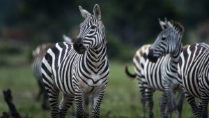 Safari-for-Photographers-in-Tanzania - photo by D. Eric Johnson