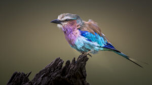 Watching-Birds-in-Tanzania