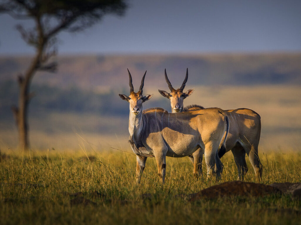 private-wildlife-safari-in-Tanzania - photo by D. Eric Johnson