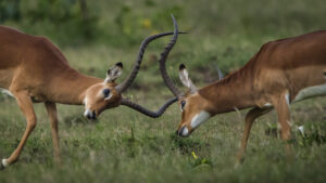 safari-for-wildlife-photographers-Tanzania - photo by D. Eric Johnson